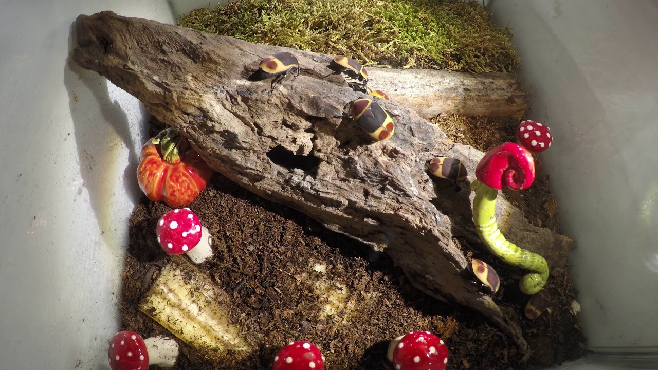 Sun Beetle (Pachnoda marginata peregrina) 24h timelapse 4k