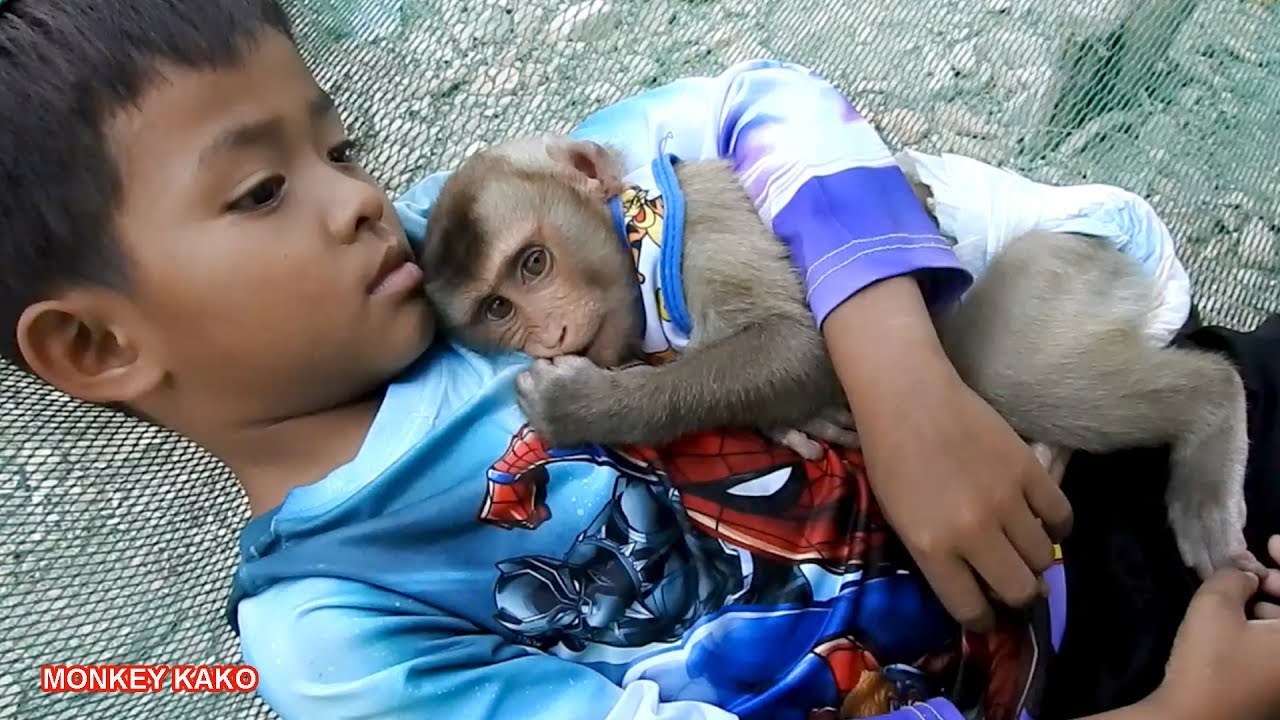 Very Funny!! Baby Monkey Kako Sleep With Brother On The Hammock