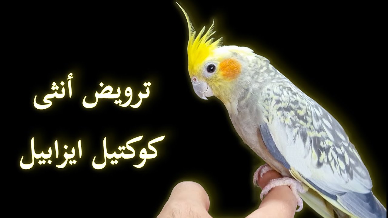 ترويض انثى طائر كوكتيل ايزابيل شرسه و جعلها اليفه جدا في اقل من 25 دقيقة | ترويض انثى الكروان