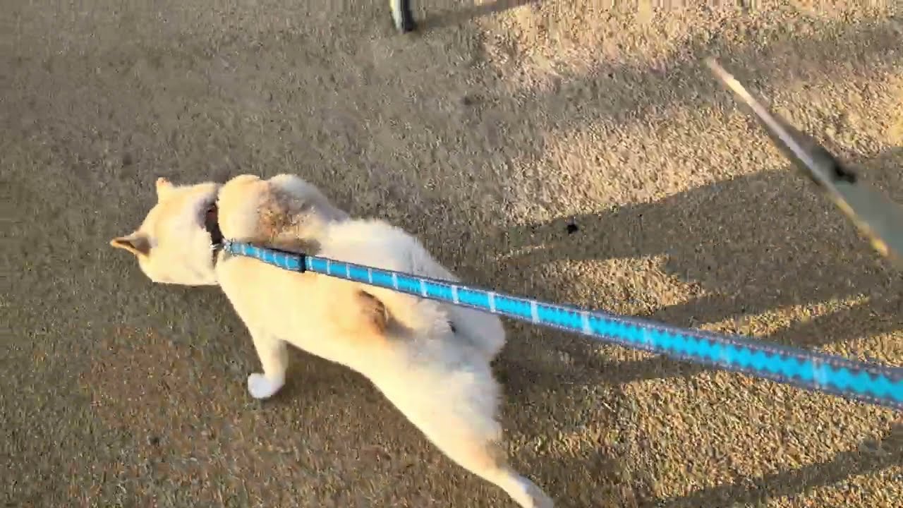 もみ殻柴犬
