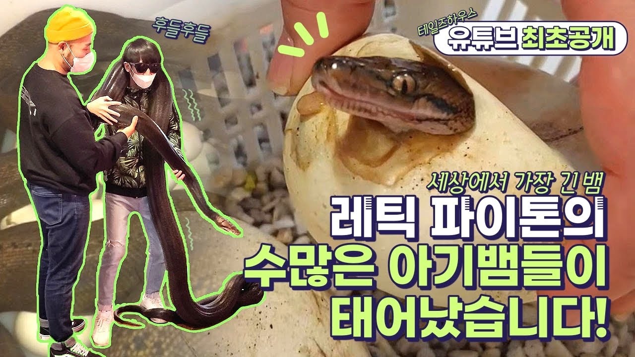 유튜브 최초 공개! 국내에서 번식된 세계에서 가장 긴 뱀들을 만나러 왔습니다!-레틱파이톤/ Domestic breeding giant snake!