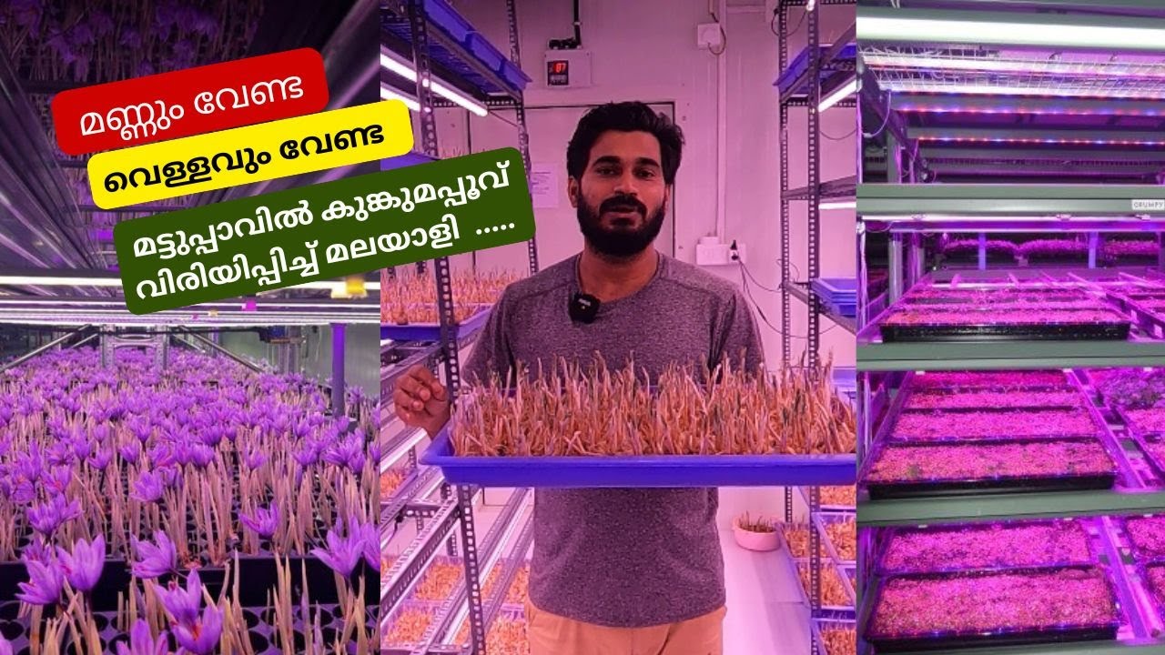 മണ്ണും വെള്ളവുമില്ലാതെ മട്ടുപാവിൽ കുങ്കുമപ്പൂവ് വിരിയിപ്പിച്ച് മലയാളി | Saffron Cultivation | Kerala