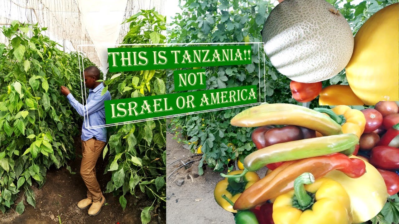 Progress of Modern Greenhouse Farming in Tanzania | Kilimo cha kisasa kwa kutumia Kitalu Nyumba.
