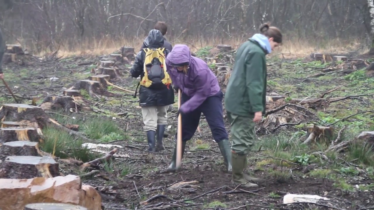 Des sapins aux bruyères