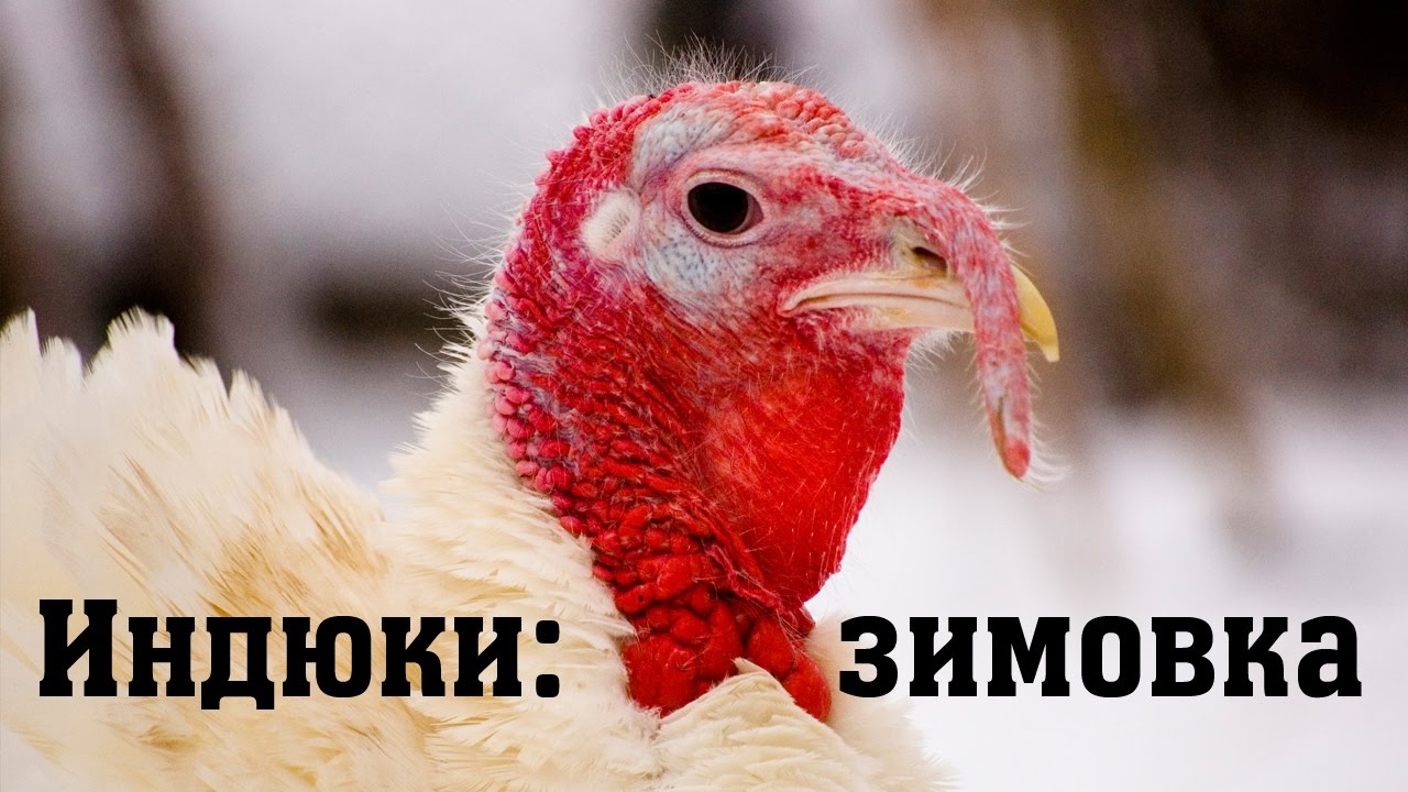 Зима. Индюки // Из города в деревню