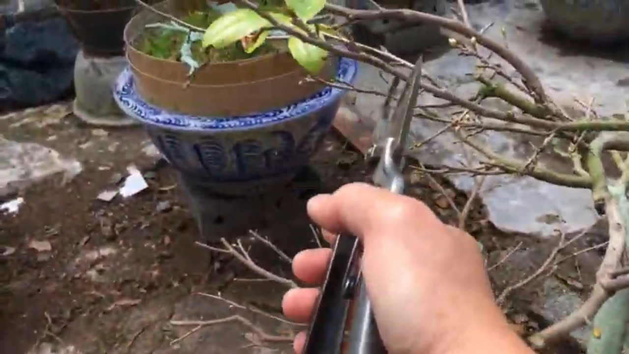 Cách xả tàn cây mai vàng miền Bắc (thời điểm thích hợp và chăm sóc sau Tết phần 3)