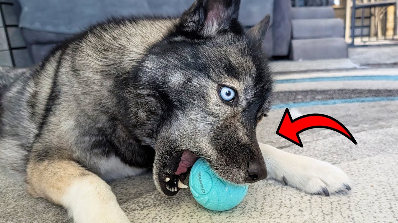 Is This the Ultimate Interactive Dog Toy? Cheerble Wicked Ball