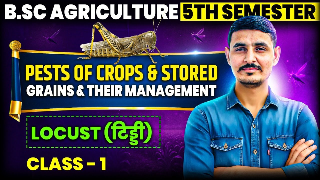 pests of crops and stored grains and their management 5th semester bsc agriculture #entomology