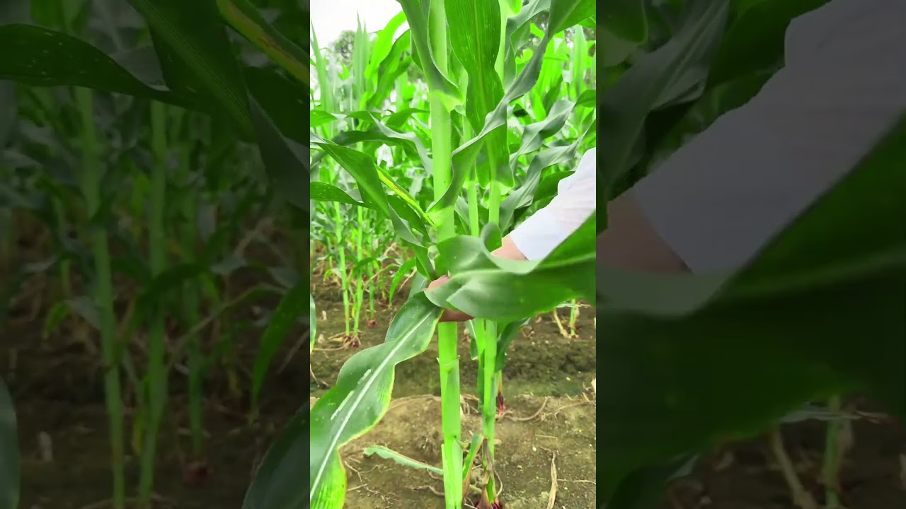 Corn Leaf #youtubeshorts #shorts #agriculture