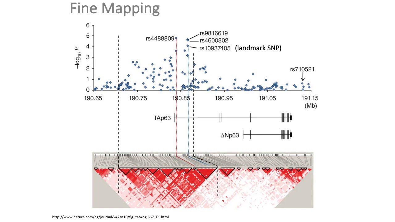 MCB 182 Lecture 12.9 - Fine-mapping causal variants based on GWAS associations