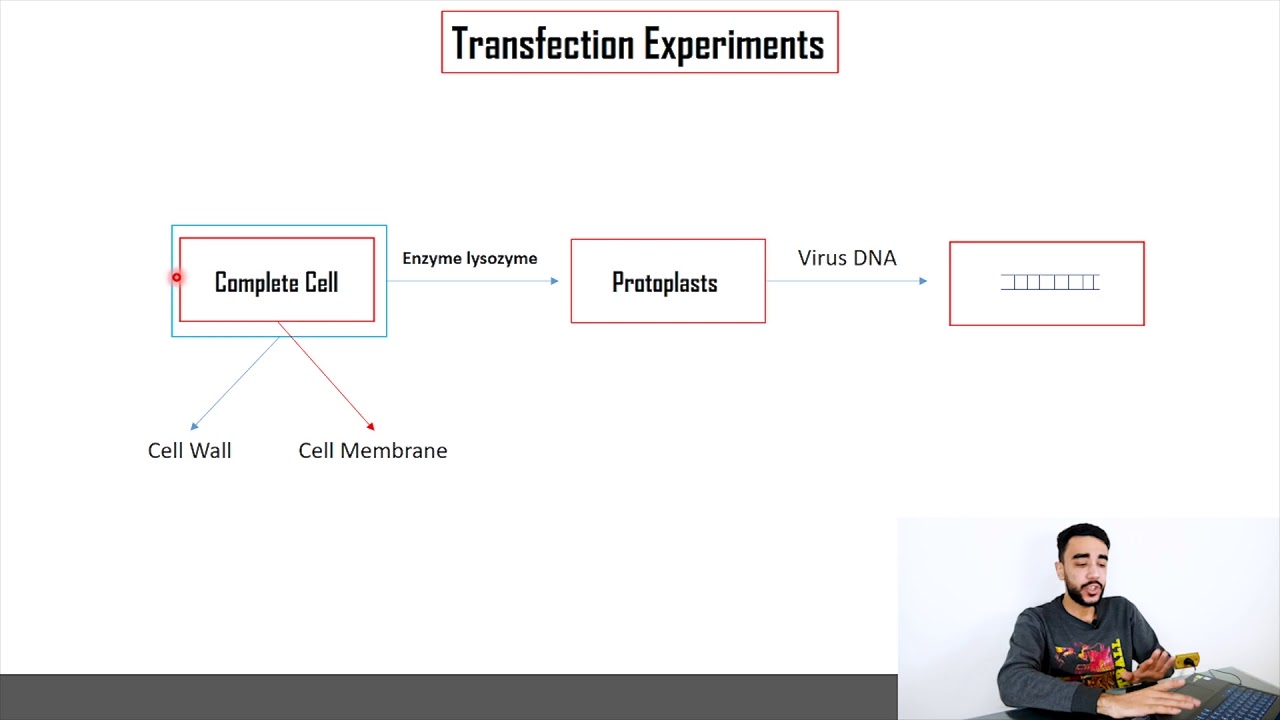 06| DNA alone contains all the necessary information for production of mature viruses | Transfection