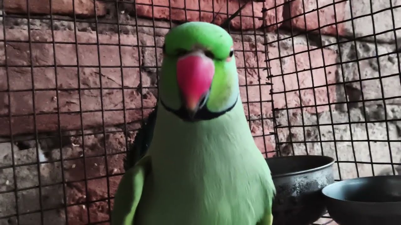My Parrot 🦜 Vlog Video 📸 Parrot Vlog 🦜 Welcome To Parrot 🦜 Vlog UP 64 BaBu 🦜 a