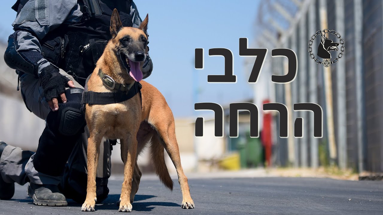 כלבי הרחה