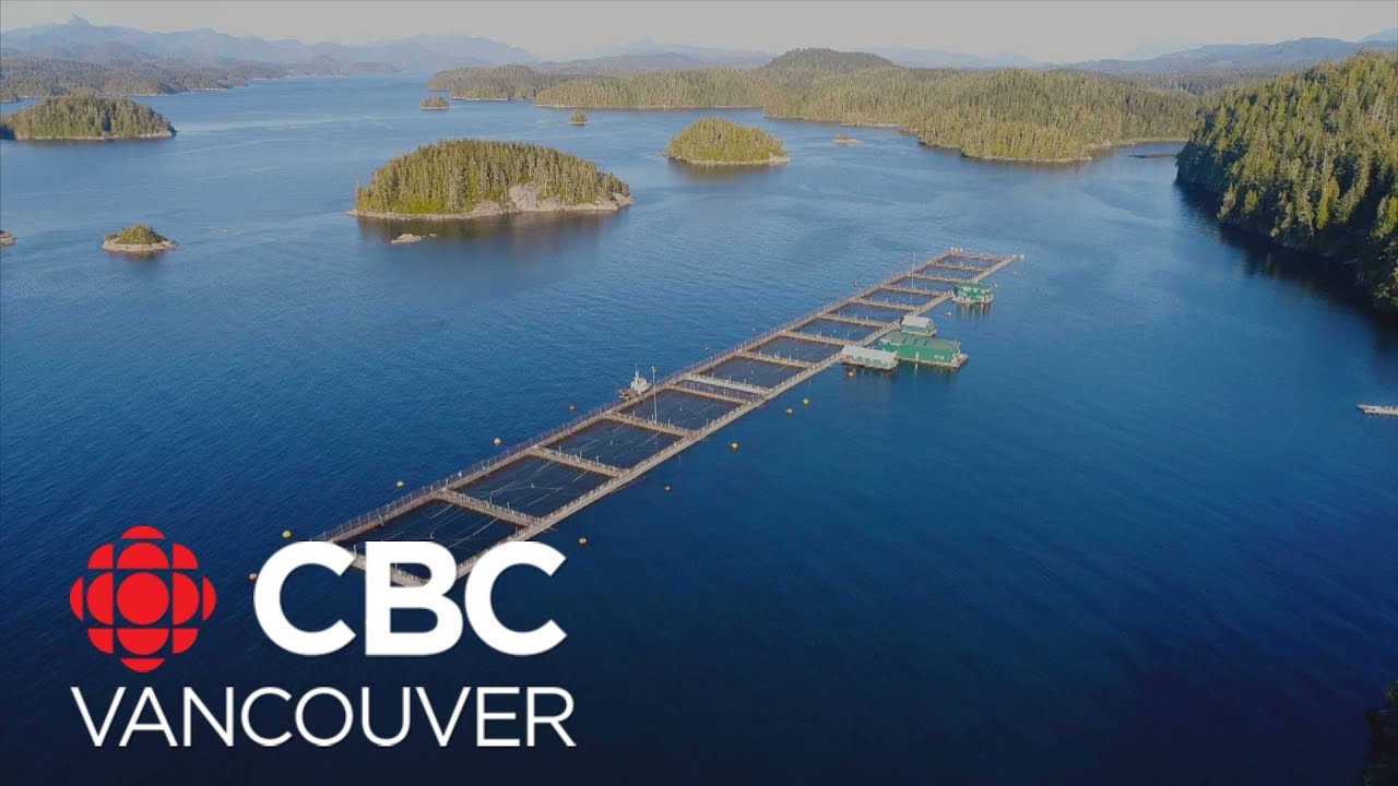 Science behind salmon farms and sea lice up for debate