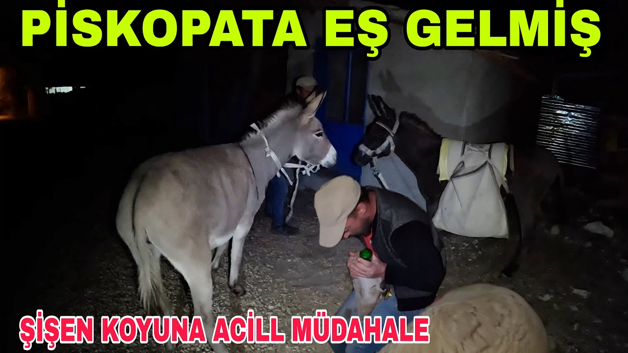 PİSKOPATA EŞ GELDİ~ŞİŞEN KOYUNA ACİLL MÜDAHALE~NECDET ABİYE GÜNEŞ PANELİ~YARDIMLAŞMA