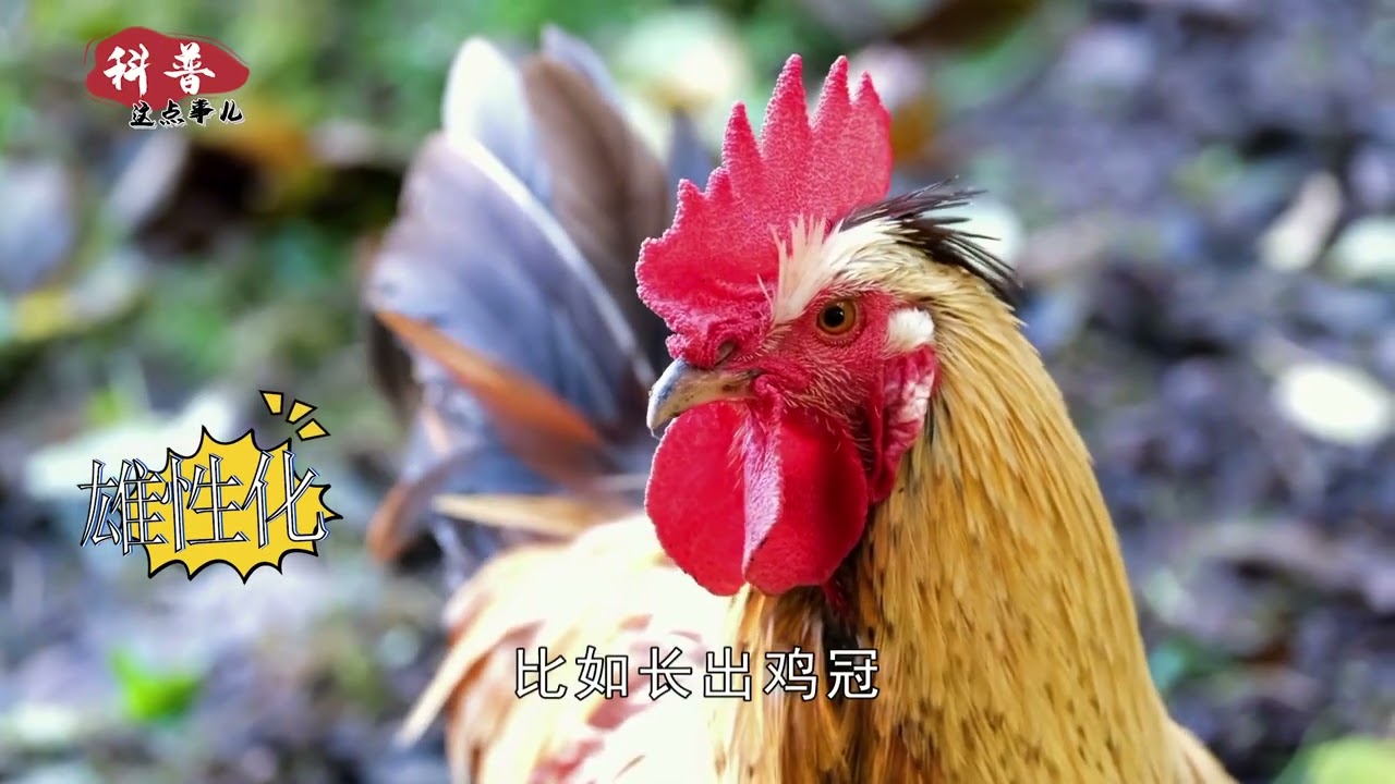 为什么母鸡学公鸡打鸣，就要把它杀掉？母鸡打鸣预示什么？