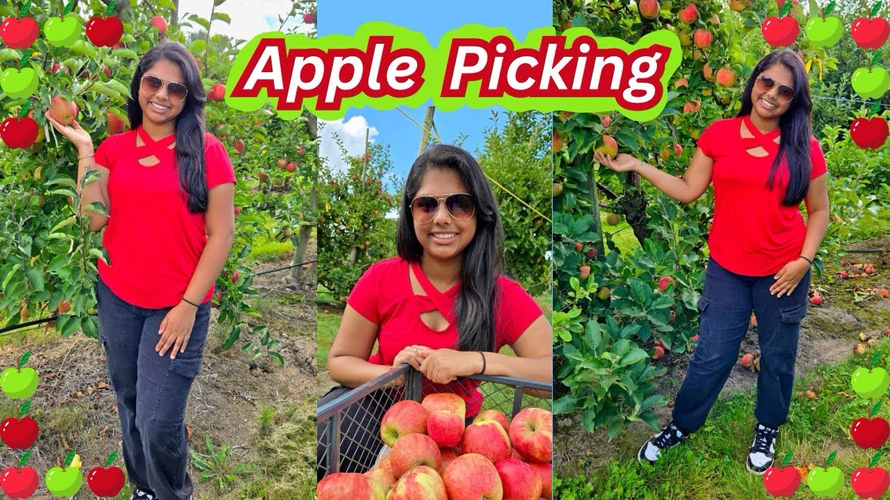 ඇපල් කඩන්න යමු 🍎🍏 || Apple Picking in Abbotsford, BC