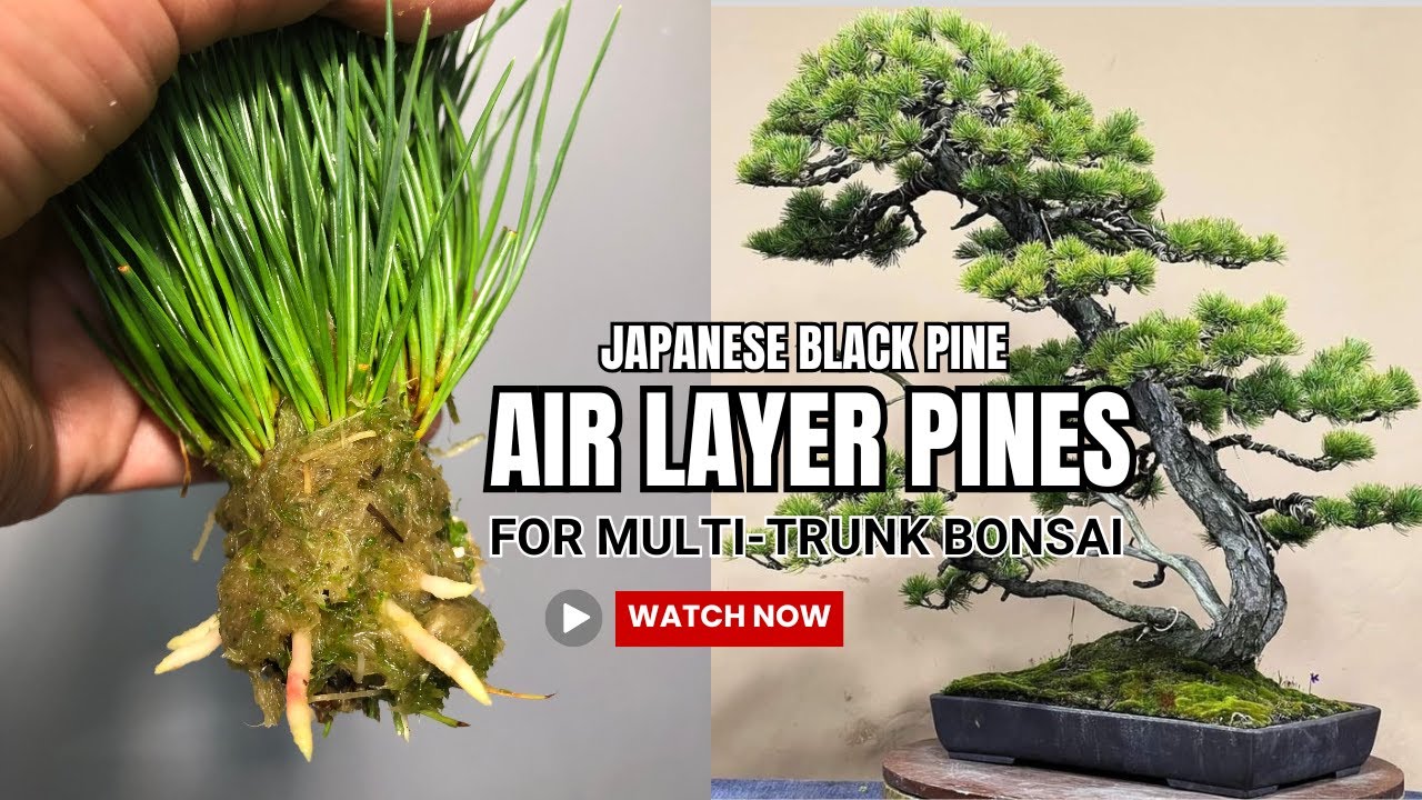 Airlayer Pines for multi-trunk Bonsai - Japanese Black Pine