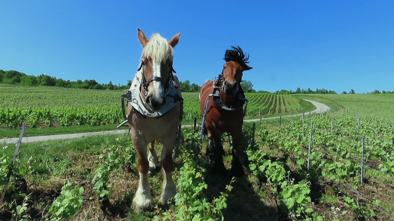 Travail du sol avec des chevaux de trait dans les vignes | CHAMPAGNE HUBERT NOIRET