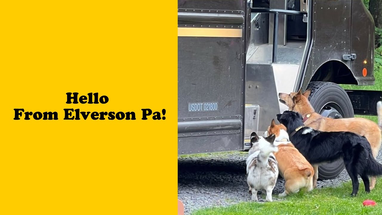 50 Times UPS Drivers Were Lucky Enough To Meet Dogs On Their Routes - Animal lover