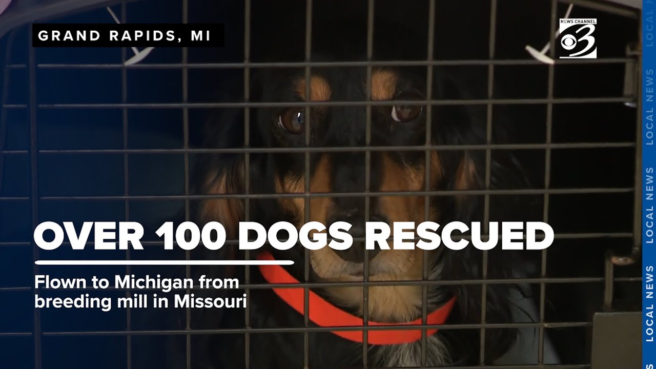 Over 100 dogs rescued from breeding mills find new homes in Michigan shelters