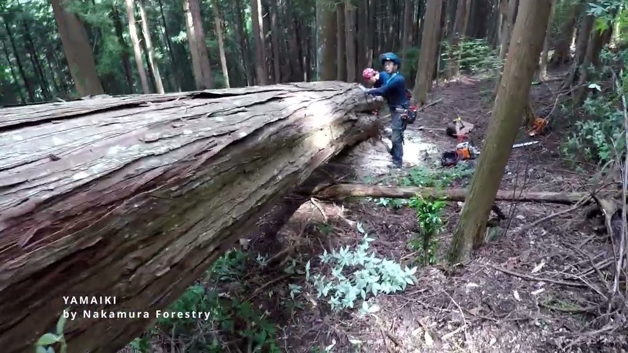 ㉑YAMAIKI  (by Nakamura Forestry) /　＃吉野林業　＃山いき