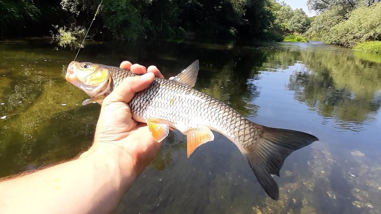 KRUPAN KLEN! Varaličarenje na Crnom Timoku EP 2