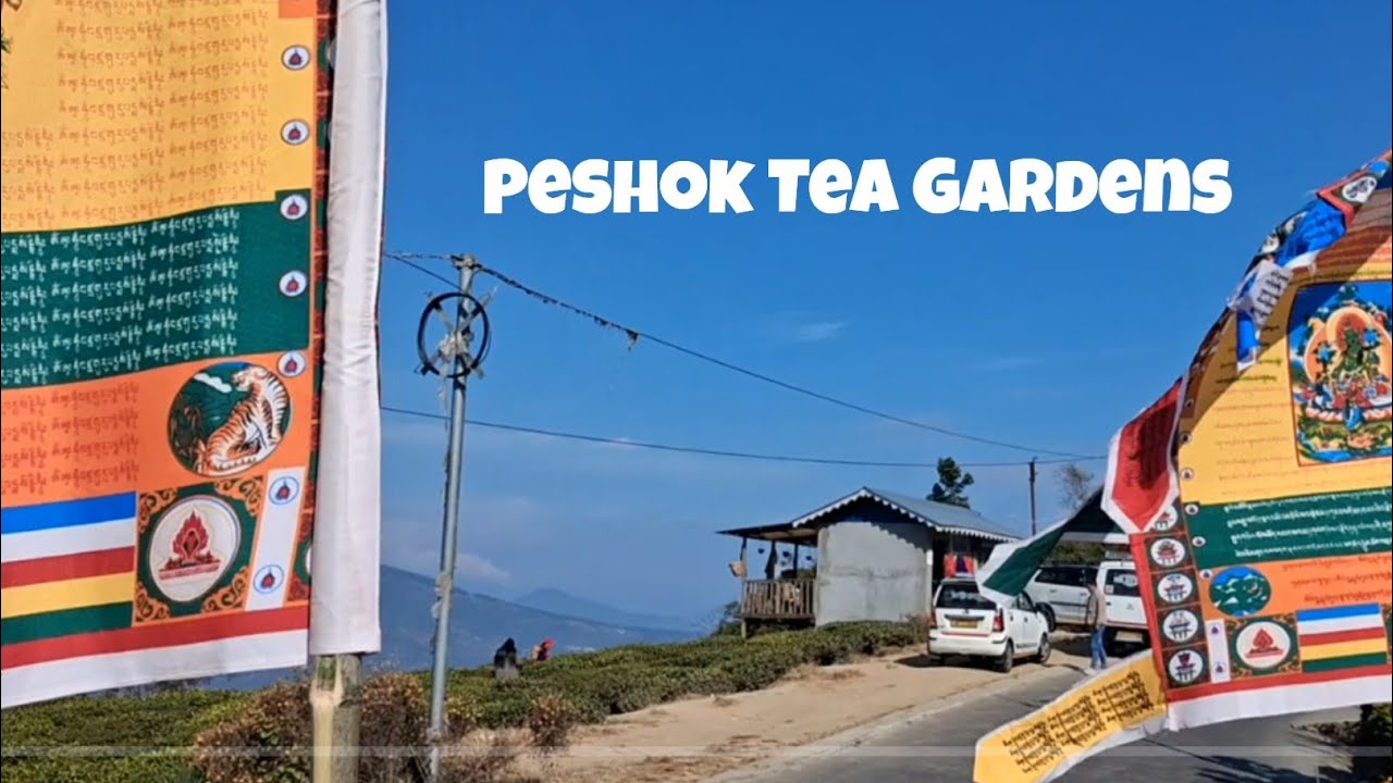 You will love to see this Place - Peshok Tea Garden #darjeeling ##trending #nature #viral #shorts 