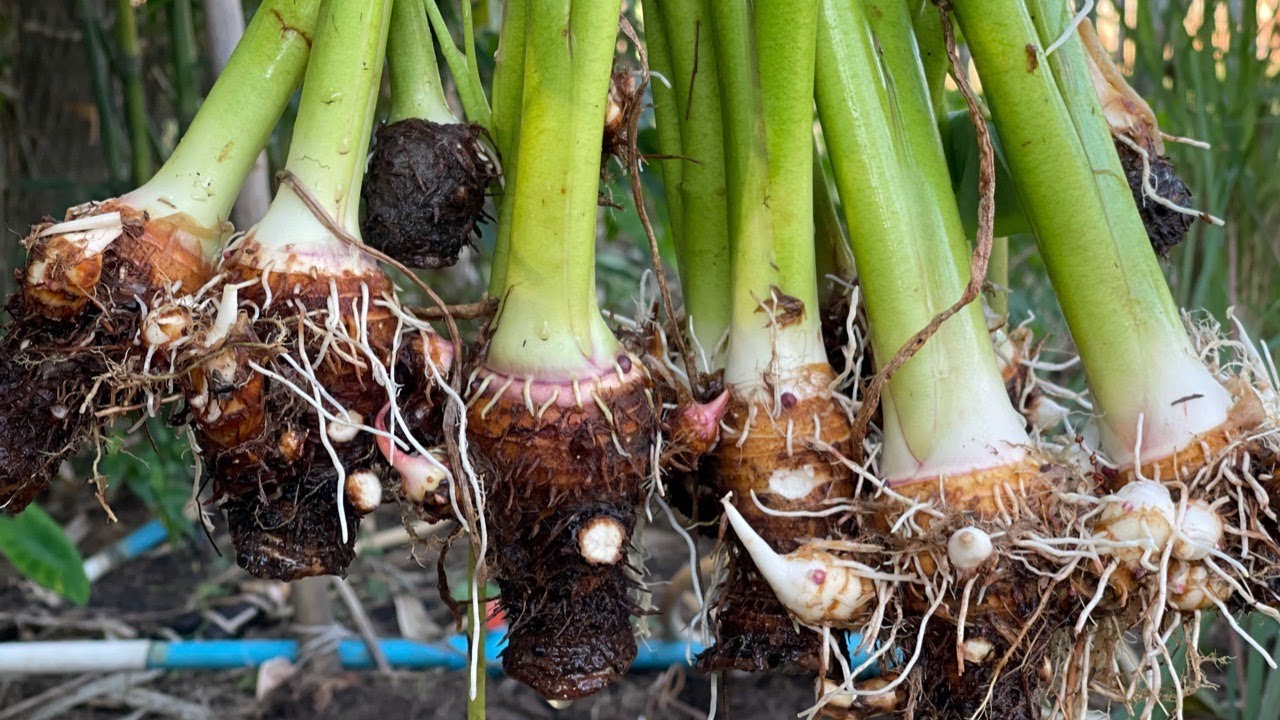 Growing Taro From Cutting || How To Propagate Taro in Water