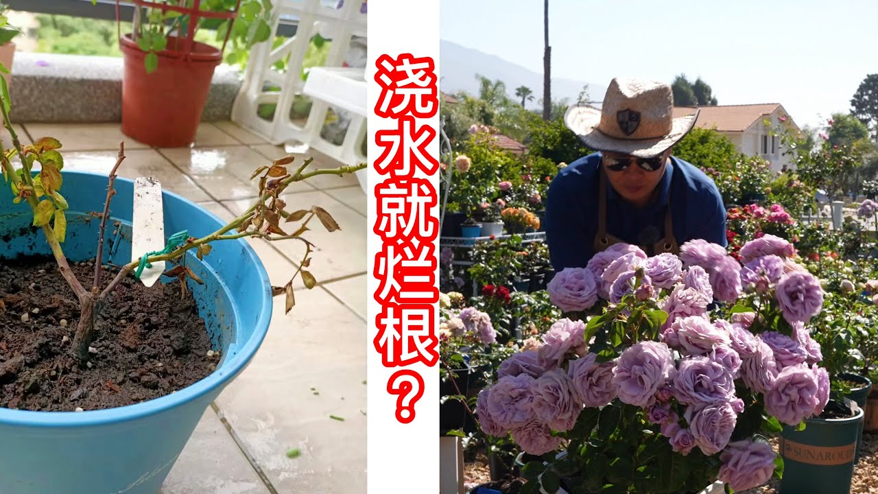 玫瑰到底是干养还是湿养？浇水就烂根？一次说清楚 园艺篇729