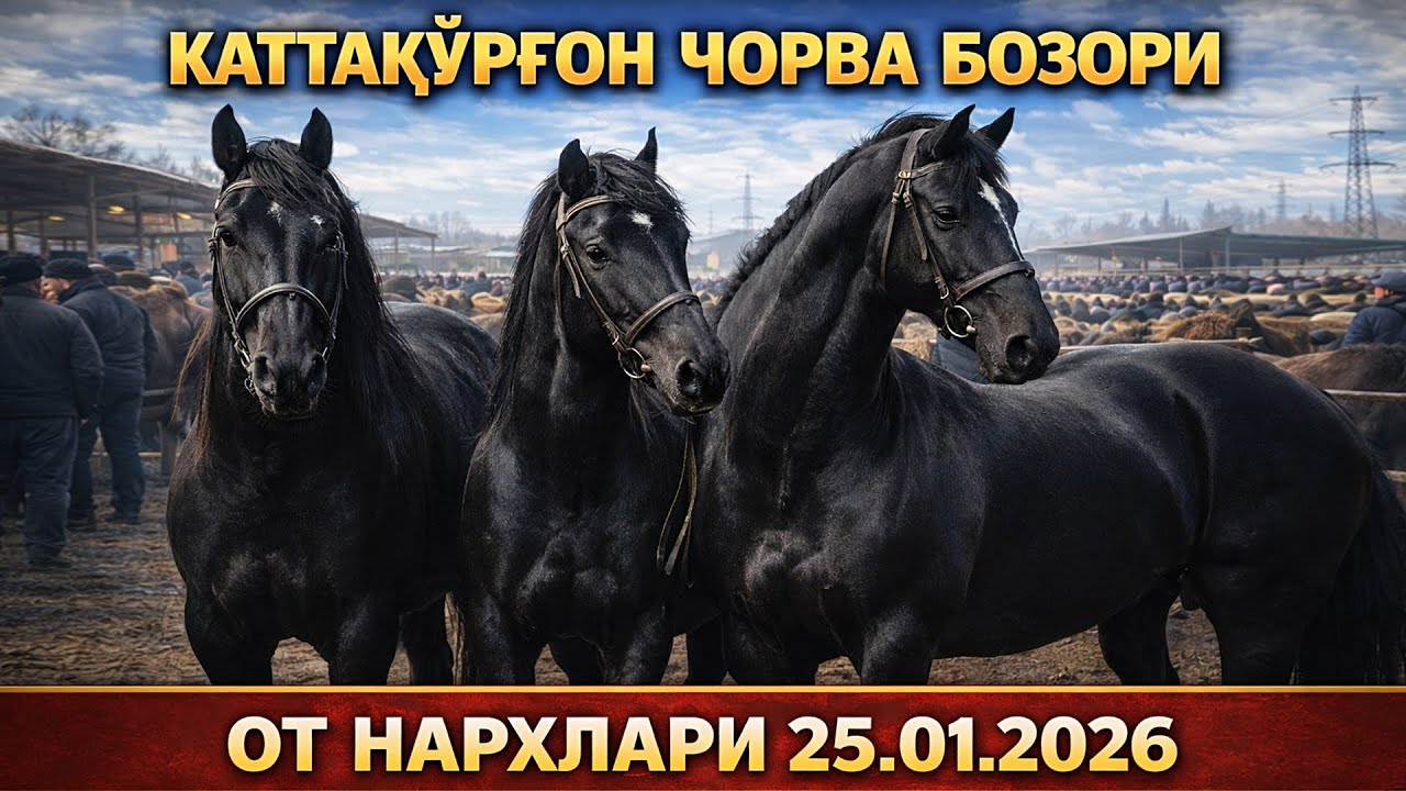 KATTAQO’RG’ON CHORVA BOZORIDA OT NARXLARI 25.01.2026