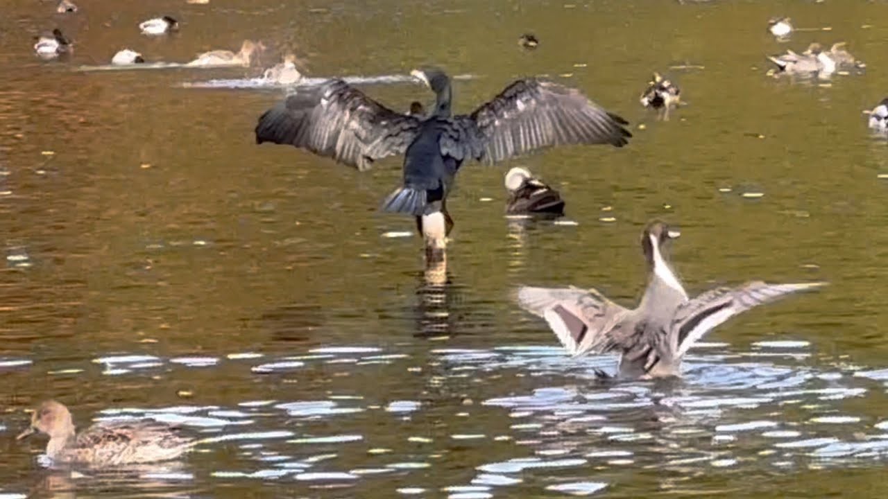 【渡り鳥】2025年11月23日のカモ【duck】