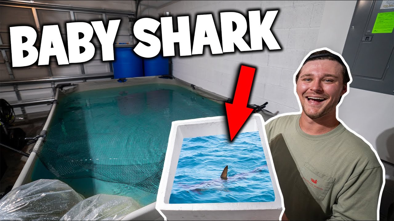 BABY SHARK FOR MY FRESHWATER POND!!