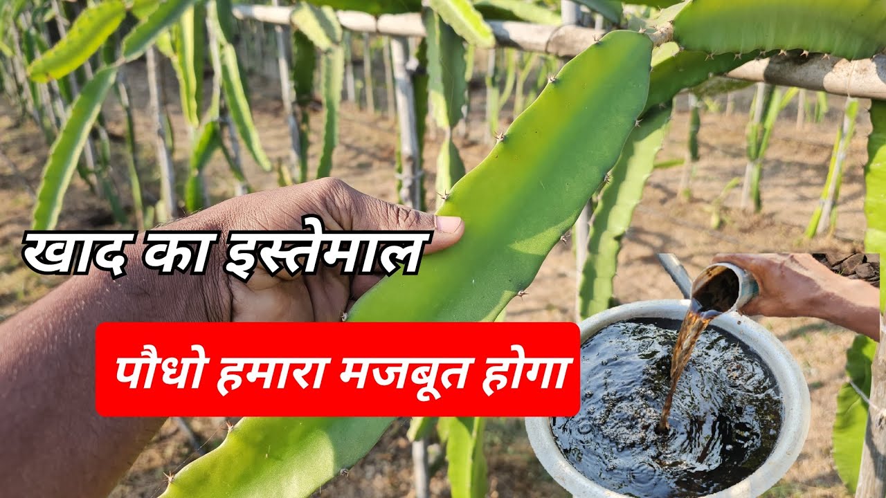 इस खाद का उपयोग करे कही गुणा फायदा ।। Dragon fruit farming।बहुत ही गुणकारी खाद #dragonfruitfarming