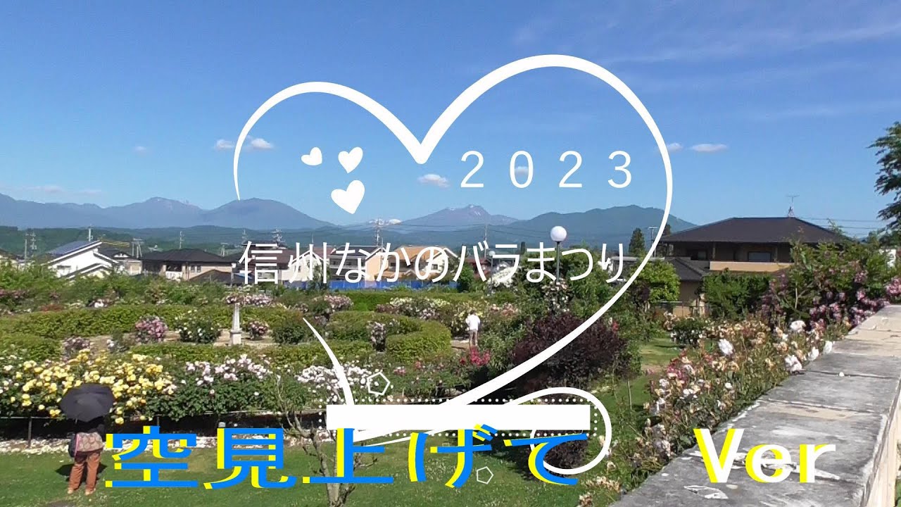 バラ公園（一本木公園）満開の様子～空見上げてby麻衣～　（2023信州なかのバラまつり　＃４）