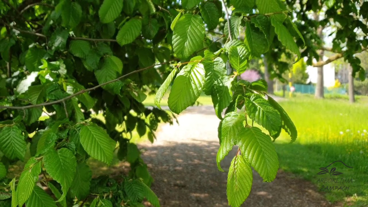 Carpinus betulus habr obecn&yacute;