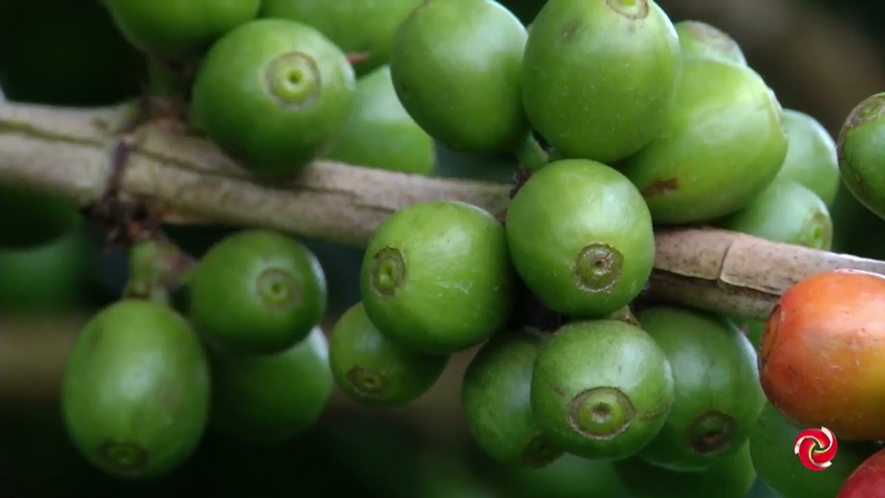 Mercado de café: análise do preço dos grãos nos últimos meses