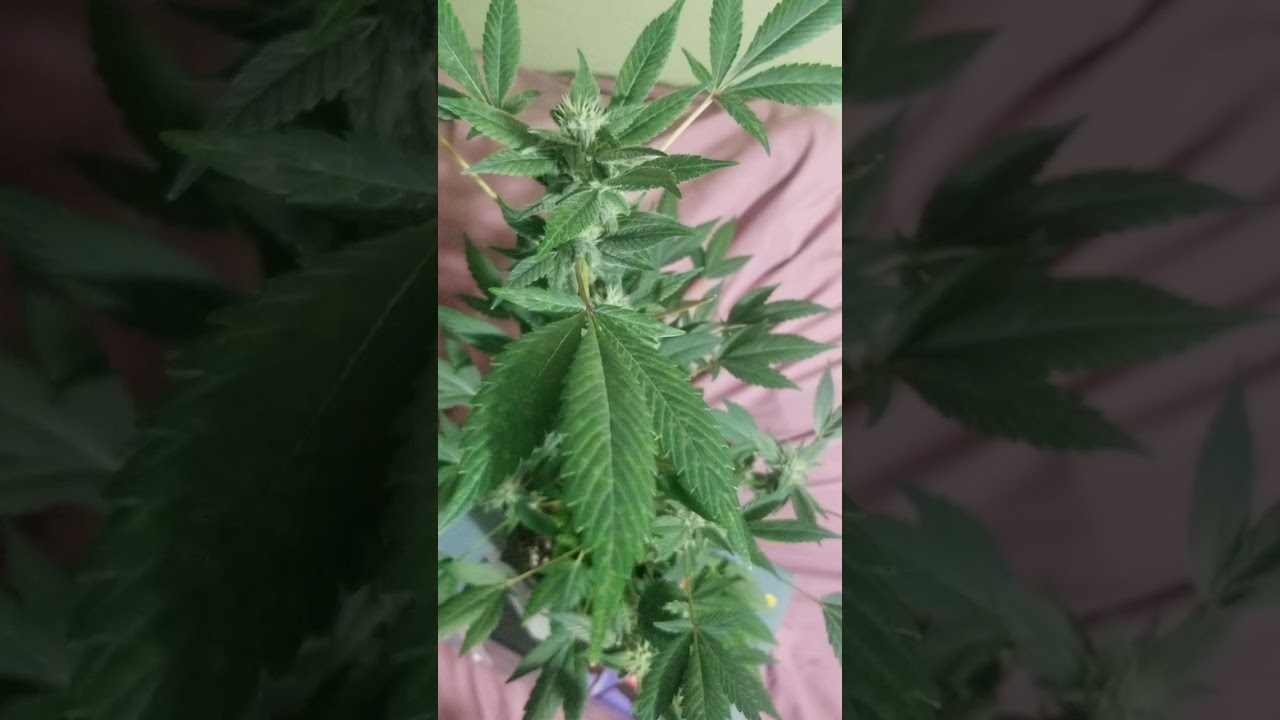 Leaf Septoria.. Week 5 of flower....