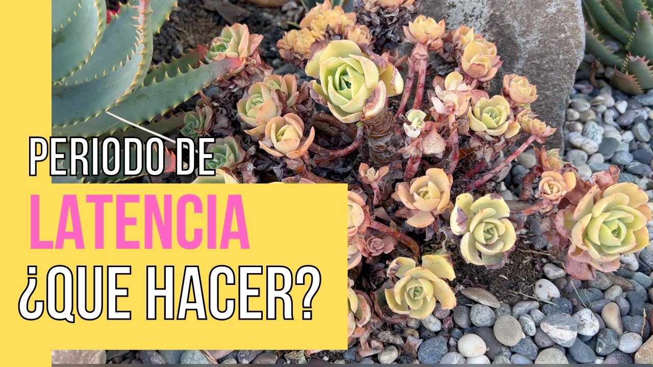 Cómo cuidar a tus suculentas en periodo de reposo y cuales son #repososuculentas #cuidadossuculentas