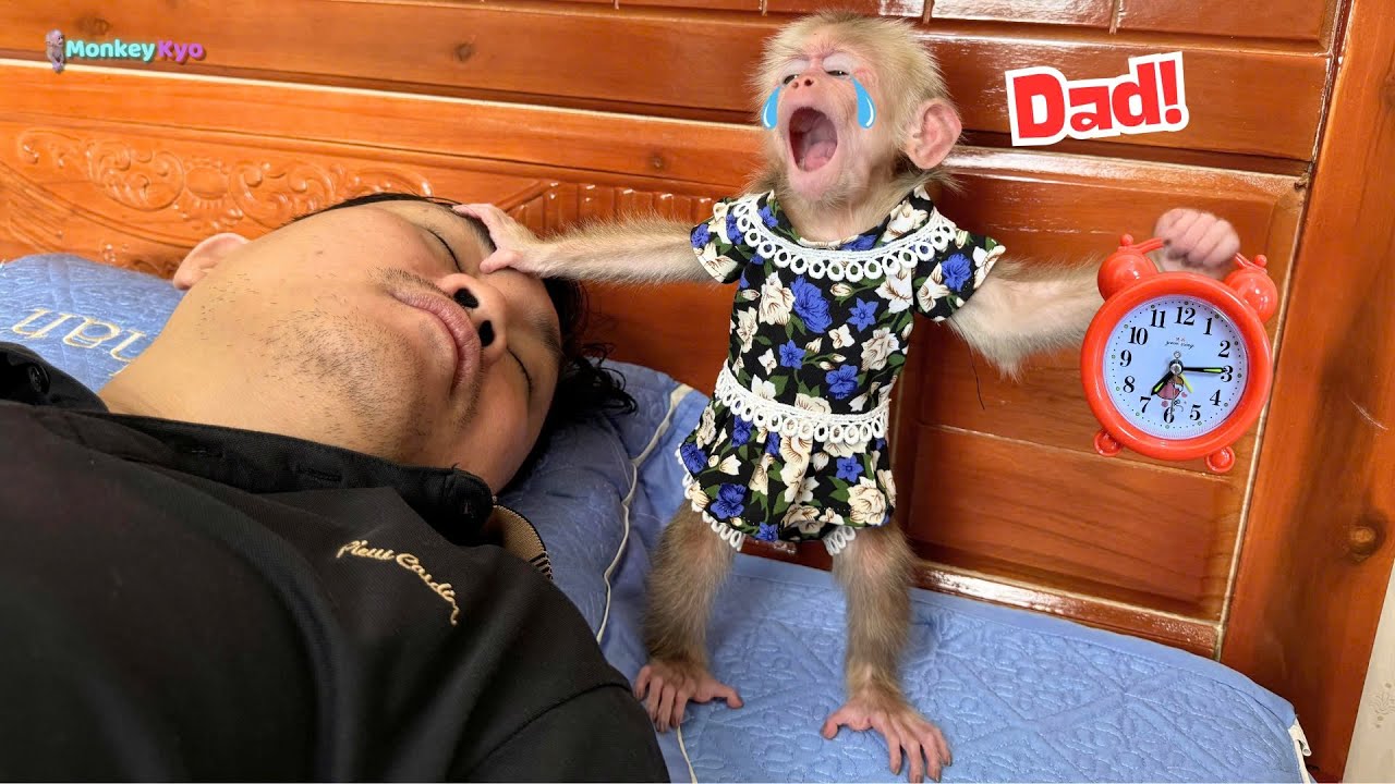Smart baby monkey Kyo wakes Dad up for an important appointment!