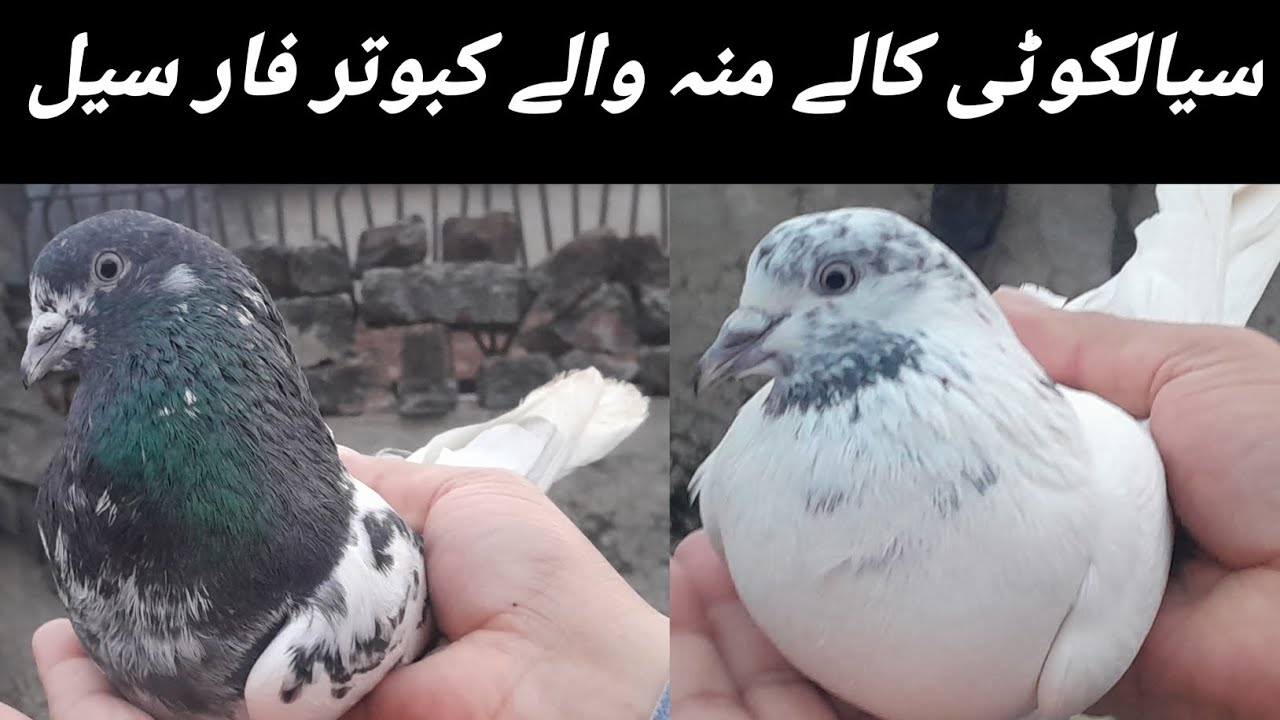 سیالکوٹی پیور بٹیرے اور کالے منہ والے کبوتر فار سیل ویڈیو پوری دیکھنا اس طرح کے بہت کم ملتے ہیں 
