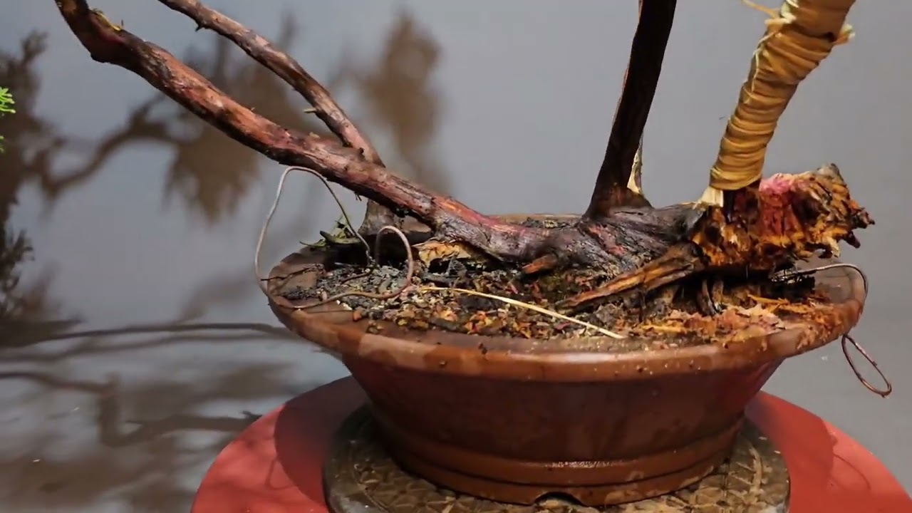 Bonsai Juniperus - Grundgestaltung eines Wacholder als Mehrfachstamm - V26-001