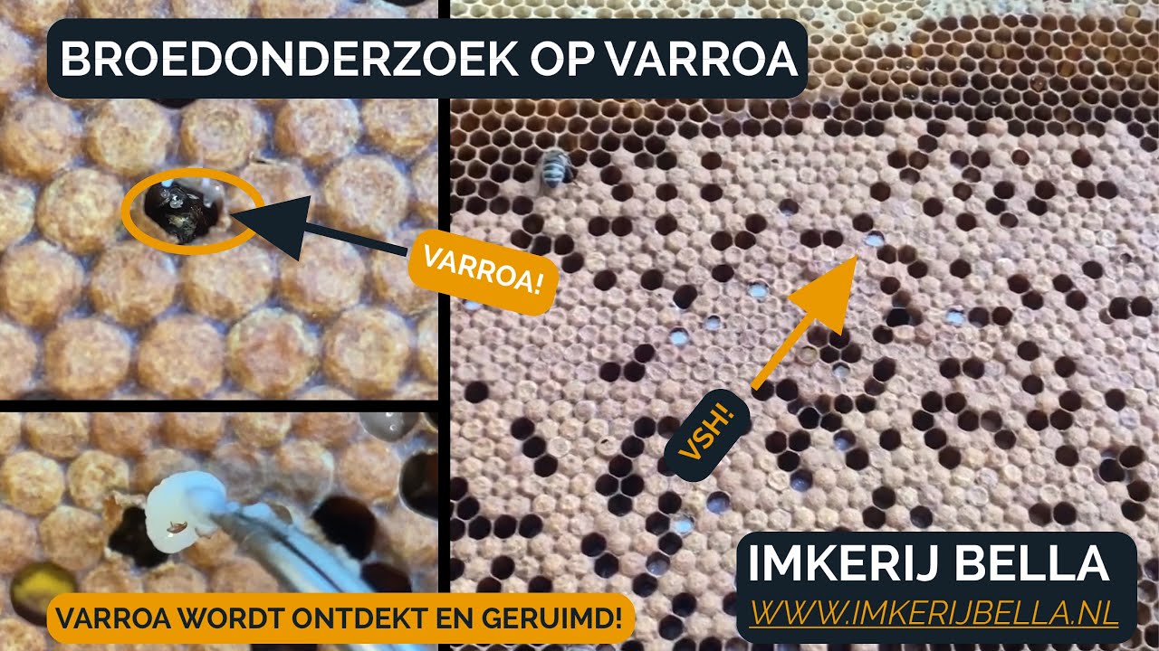VSH - SMR - treatment free | S2025E05 | #zwartebij #varroa