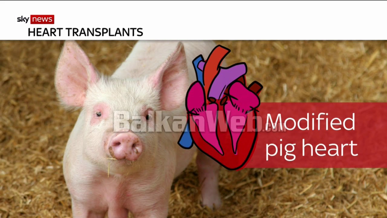 Zemra e derrit, e modifikuar gjenetikisht do transplantohen te njeriu