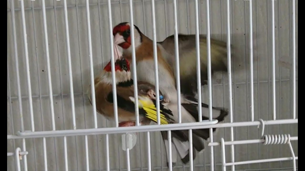 3 Chardonneret Agressif le Roi des rois 2018 الحسون  القسنطيني الاصيل    مراد  ملك الحسون