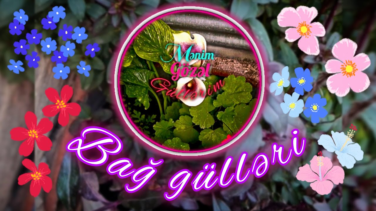 Bağdayı güllərim @menimgözelgüllerim #flowers 