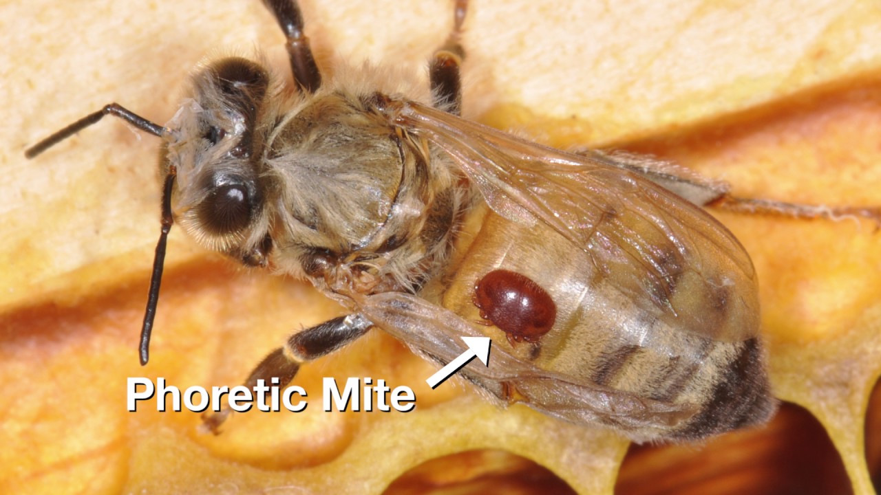 12 Using Requeening and Brood Interruption to Control Varroa Mites 111116