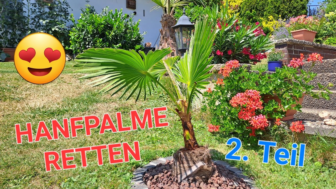 Hanfpalme 🌴 nach Frostschäden absägen, Palme Trachycarpus wagnerianus fortunei Wachstum, Erfahrungen