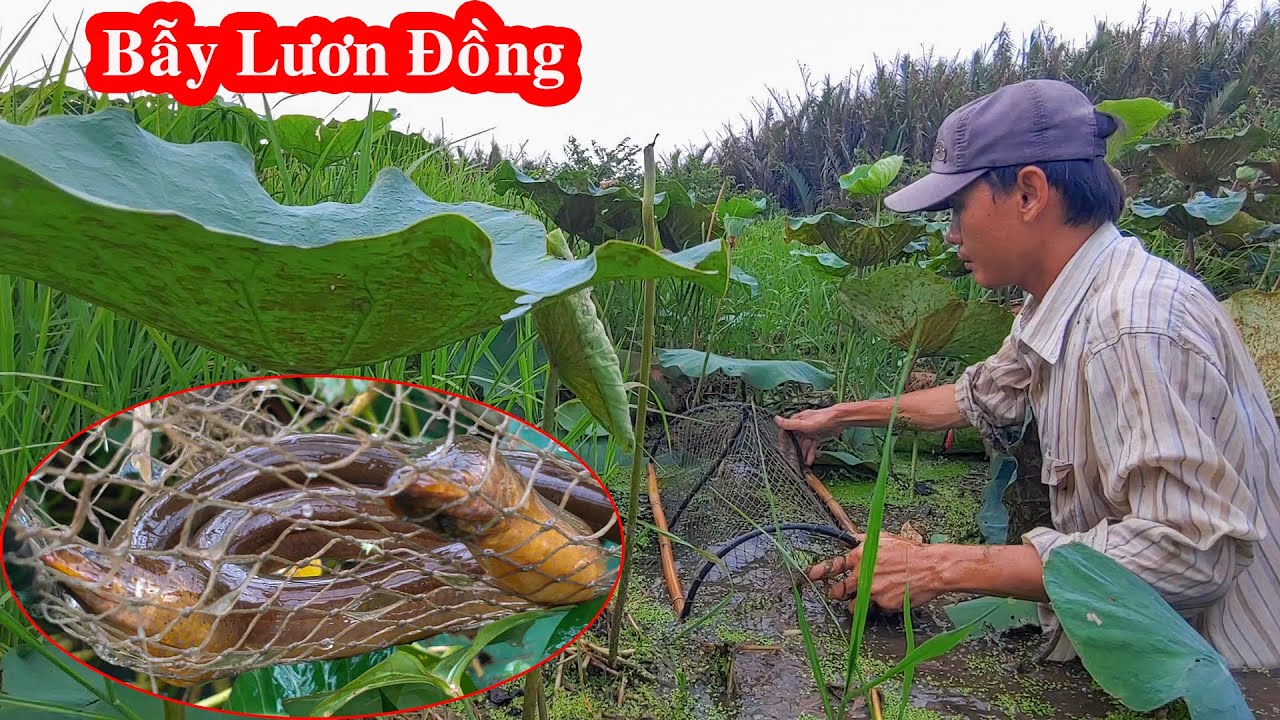 Thử Trải Nghiệm Bẫy Lươn Đồng Bằng Lờ Cá Lóc | Bắt Cá TV
