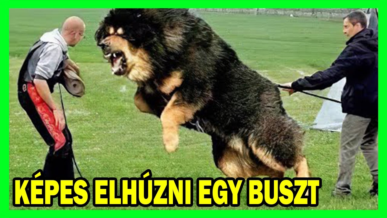 A 8 LEGERŐSEBB KUTYAFAJTA A VILÁGON